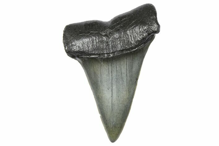 Fossil Broad-Toothed Mako Tooth - South Carolina #360875